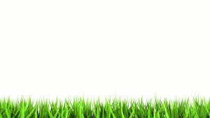 green grass growing lawn care