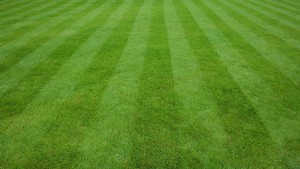 Lawn Care Healthy Grass